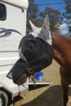 horse fly veil with ears nose left front performa ride